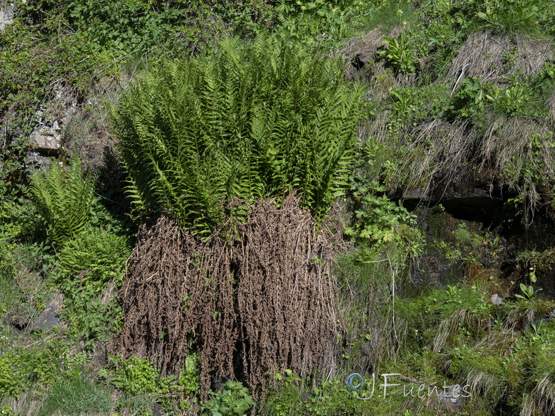 Dryopteris affinis borreri.06