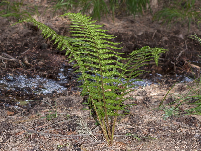 Dryopteris filix mas.01