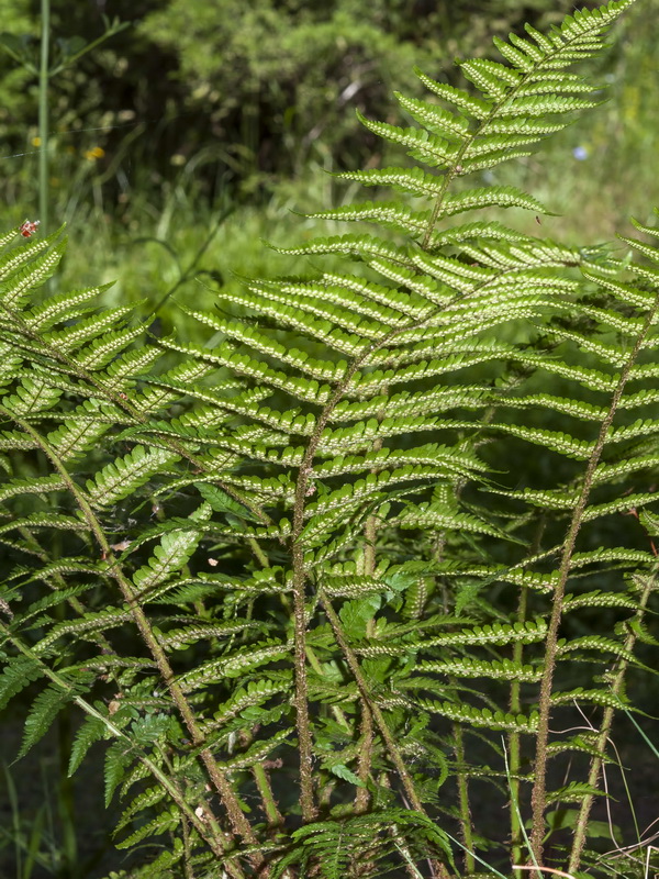Dryopteris filix mas.03