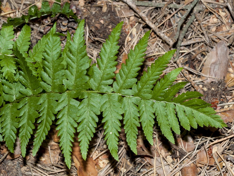 Dryopteris filix mas.05