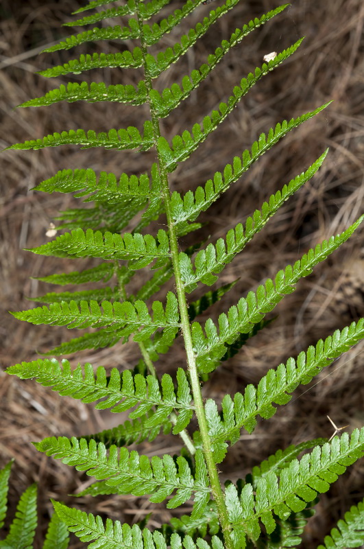 Dryopteris filix mas.06