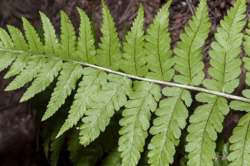 Dryopteris filix mas.07