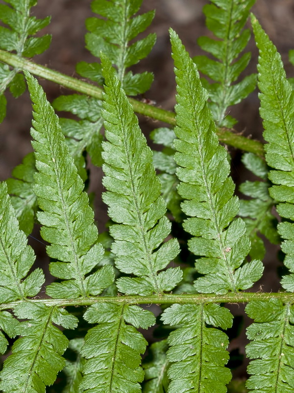 Dryopteris filix mas.08
