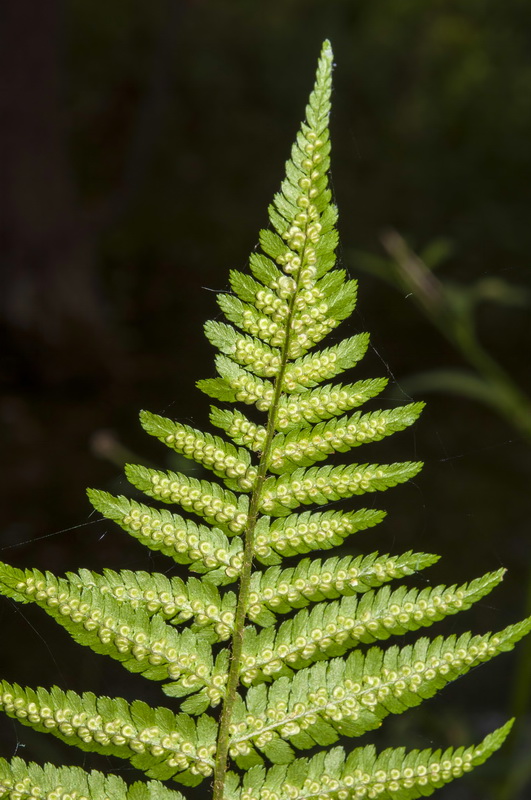 Dryopteris filix mas.09