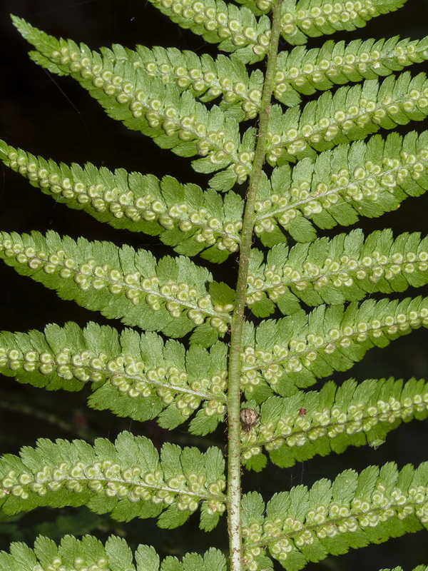 Dryopteris filix mas.10