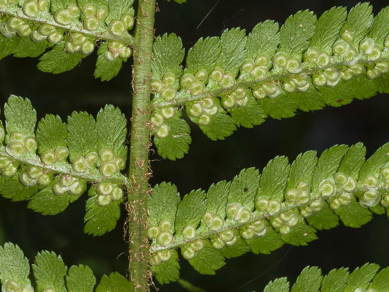 Dryopteris filix mas.11