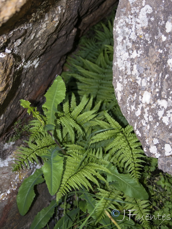 Dryopteris filix mas.12