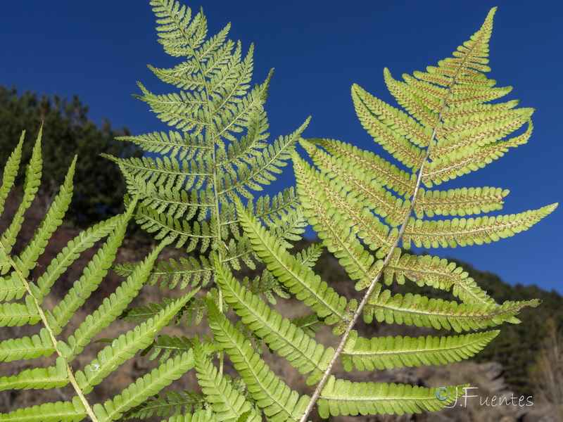 Dryopteris filix mas.13