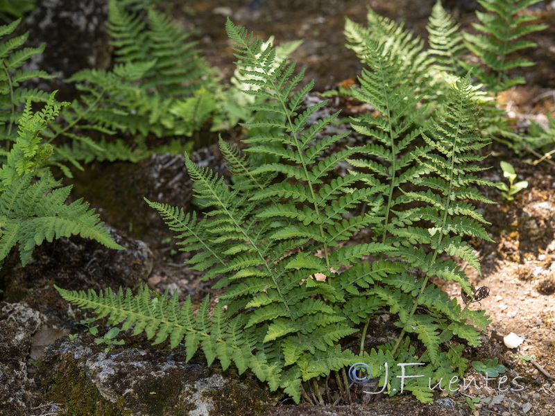 Dryopteris submontana.01