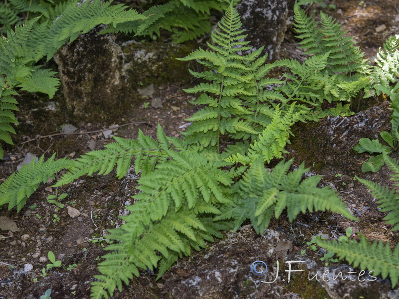 Dryopteris submontana.02