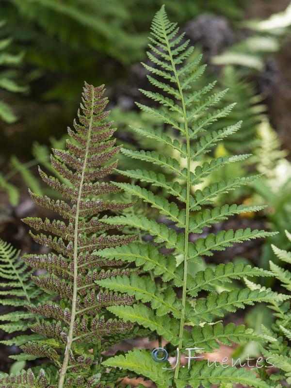 Dryopteris submontana.04