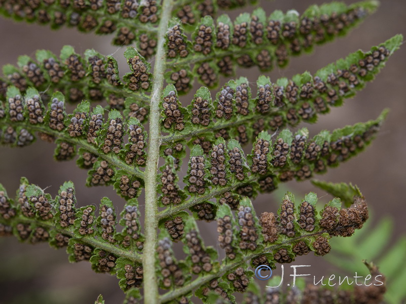 Dryopteris submontana.05