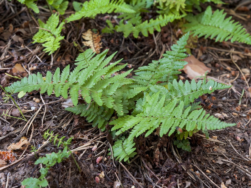 Dryopteris tyrrhena.01