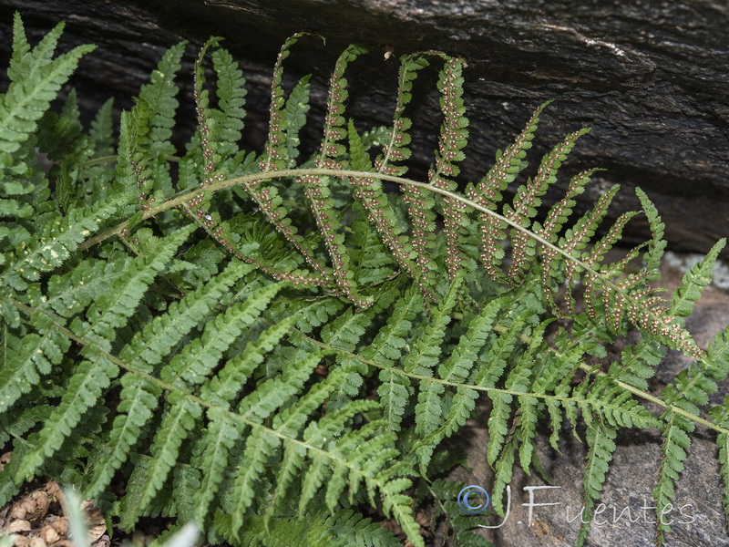 Dryopteris tyrrhena.10
