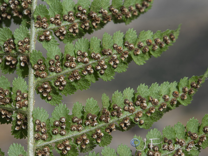 Dryopteris tyrrhena.11