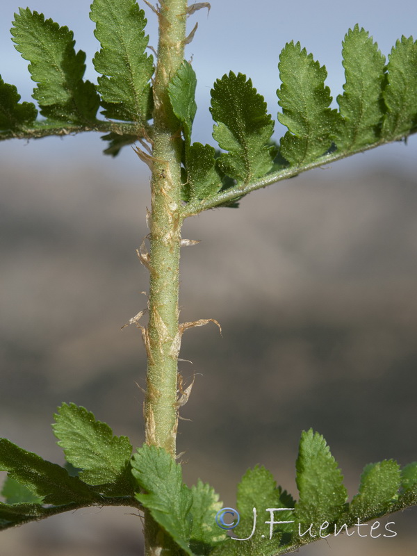 Dryopteris tyrrhena.12
