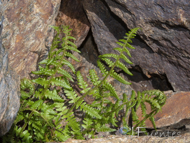 Dryopteris tyrrhena.06
