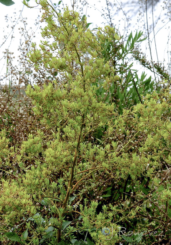 Dysphania ambrosioides.08