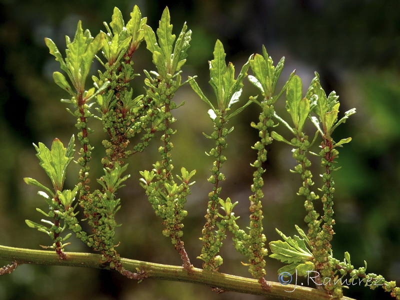 Dysphania ambrosioides.12