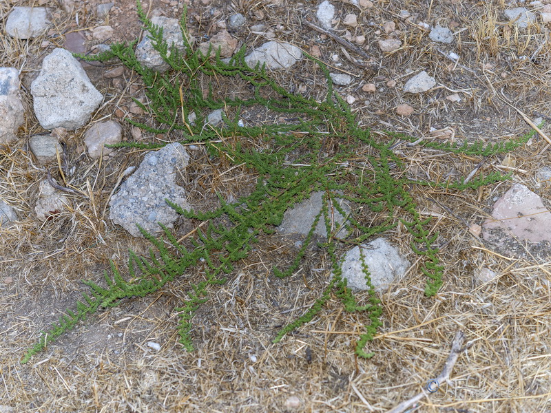 Dysphania multifida.01