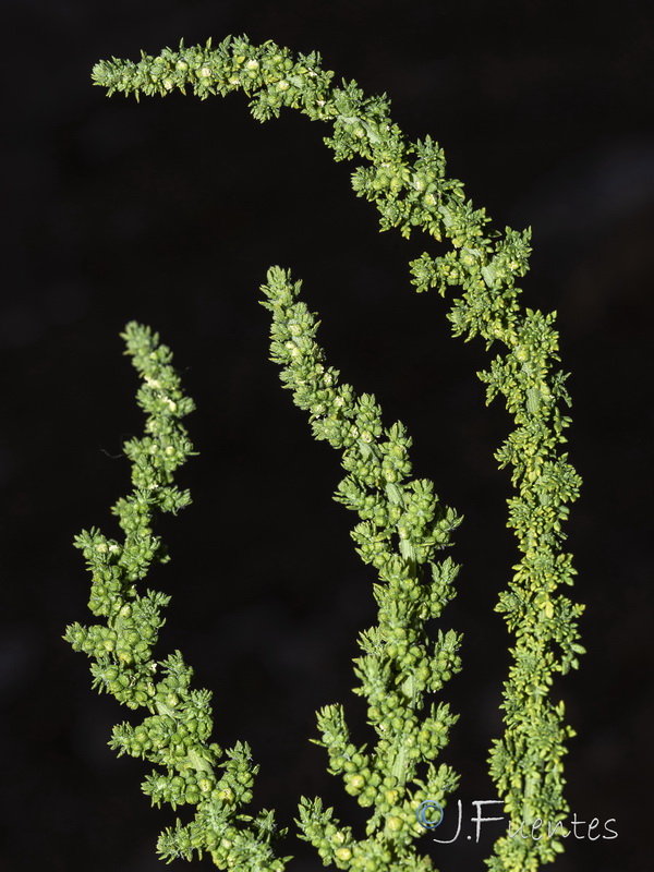 Dysphania multifida.03