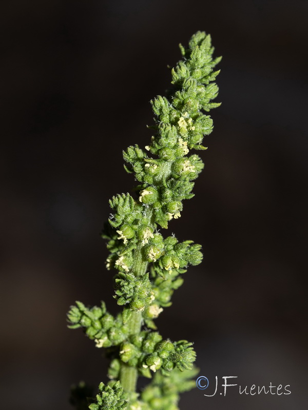 Dysphania multifida.08