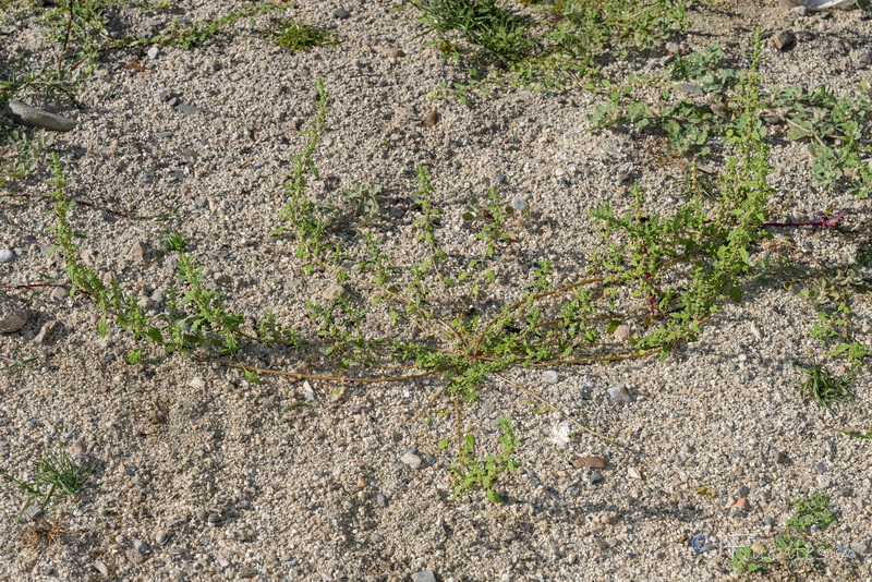 Dysphania pumilio.01