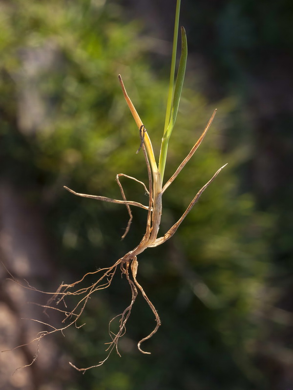 Echinaria capitata.03