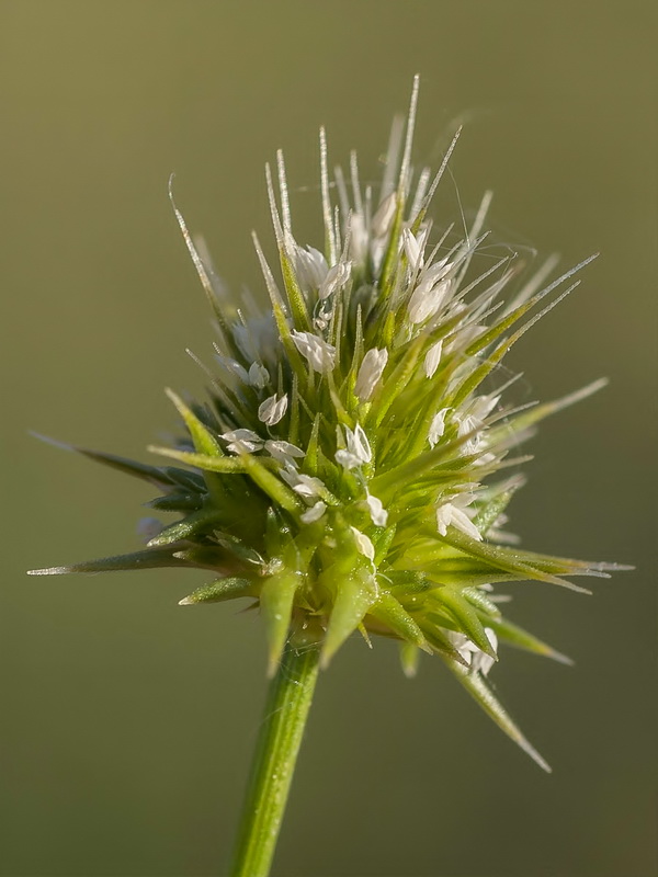 Echinaria capitata.08