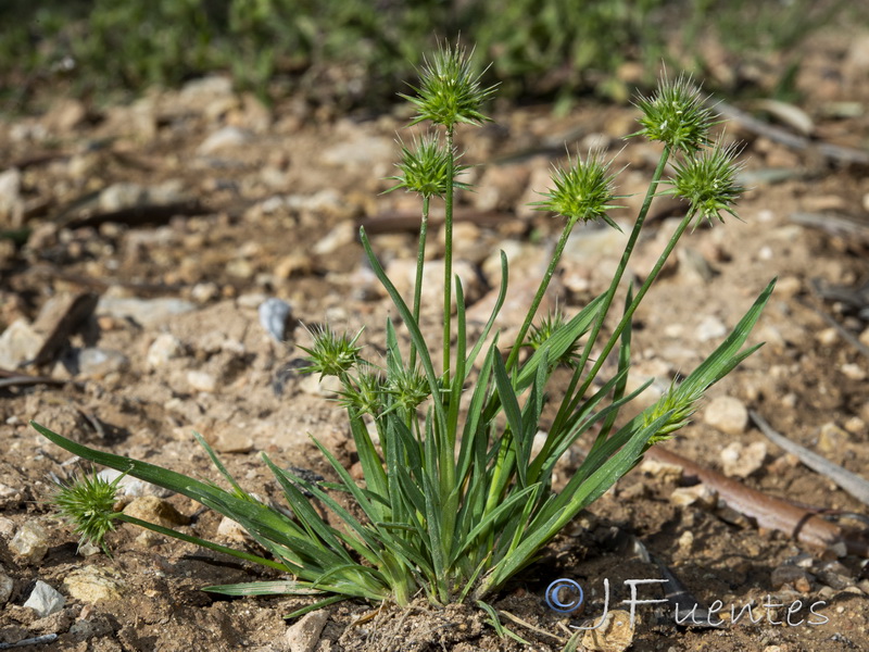 Echinaria capitata.01