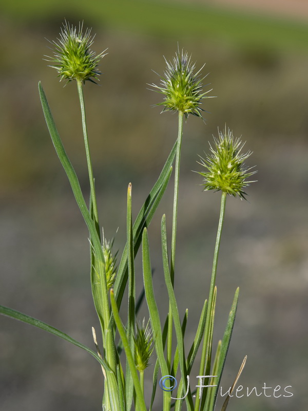 Echinaria capitata.10