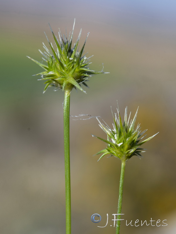 Echinaria capitata.11