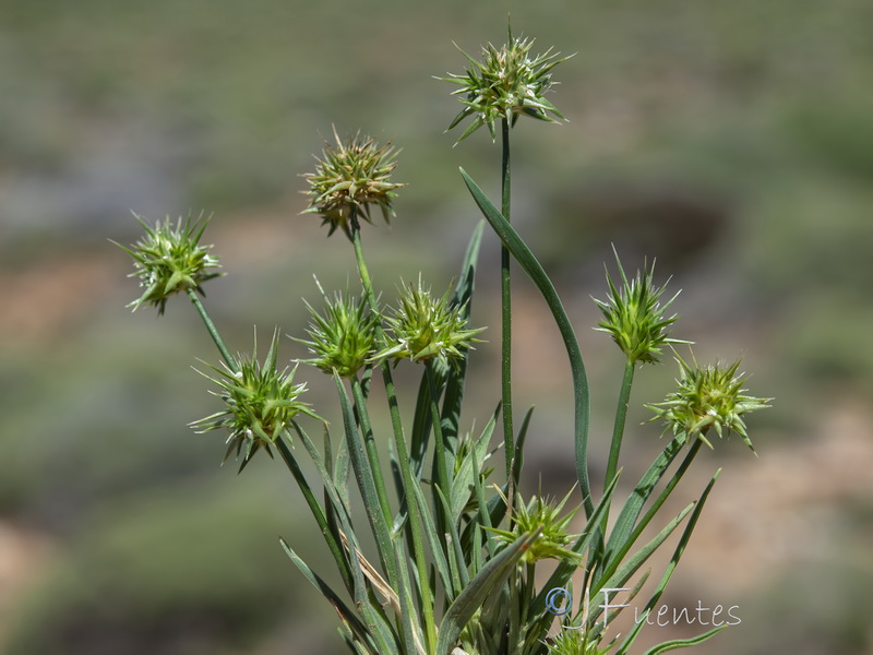 Echinaria capitata.12