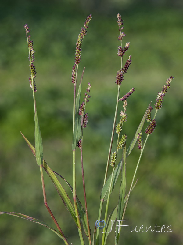 Echinochloa colonum.01
