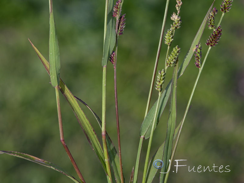 Echinochloa colonum.02