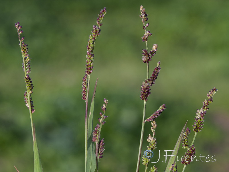 Echinochloa colonum.03