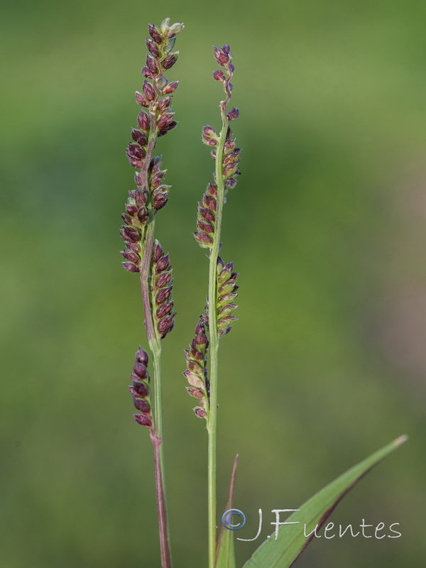 Echinochloa colonum.04