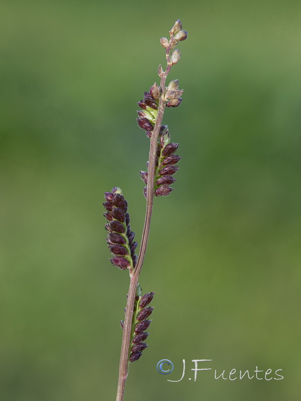 Echinochloa colonum.05