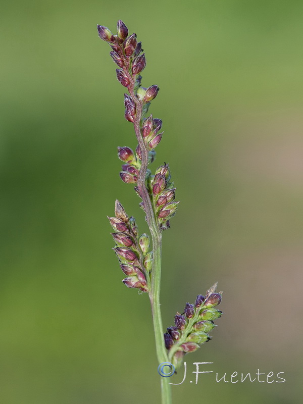 Echinochloa colonum.06