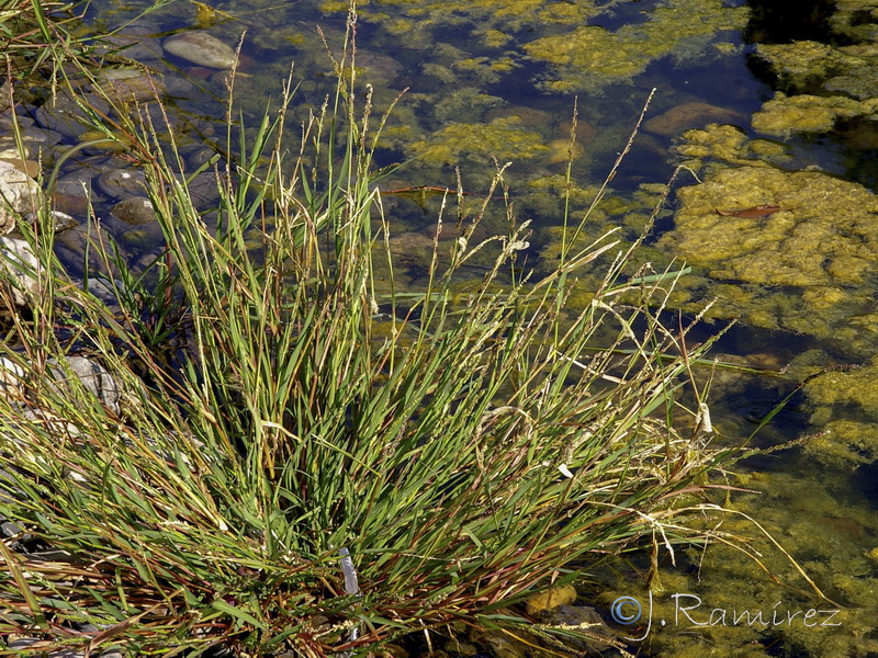 Echinochloa colonum.07