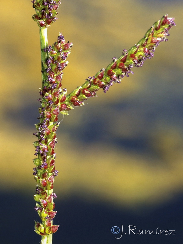 Echinochloa colonum.09