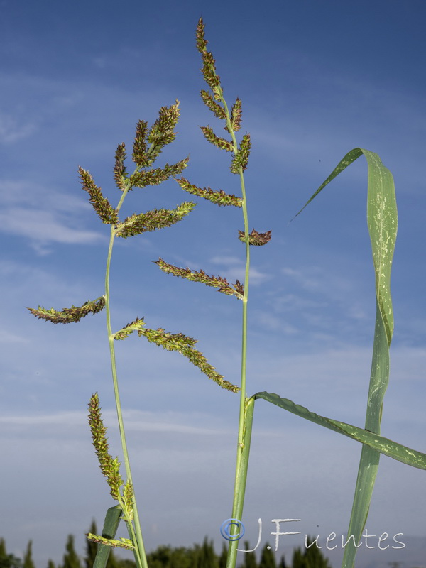 Echinochloa crus galli.07