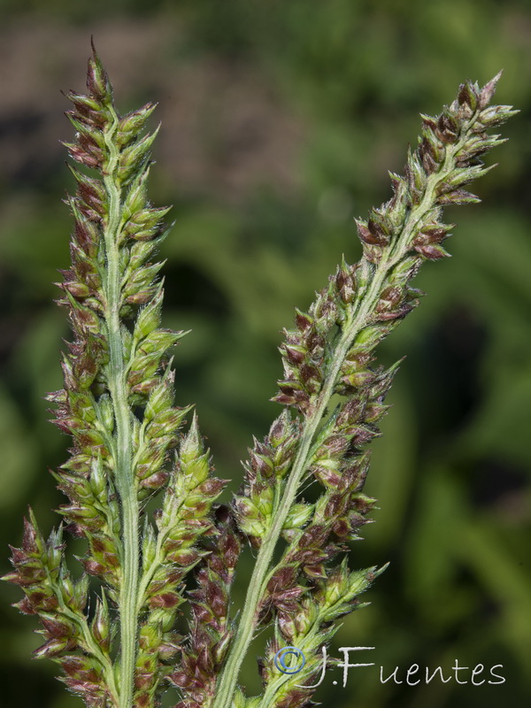 Echinochloa crus galli.08
