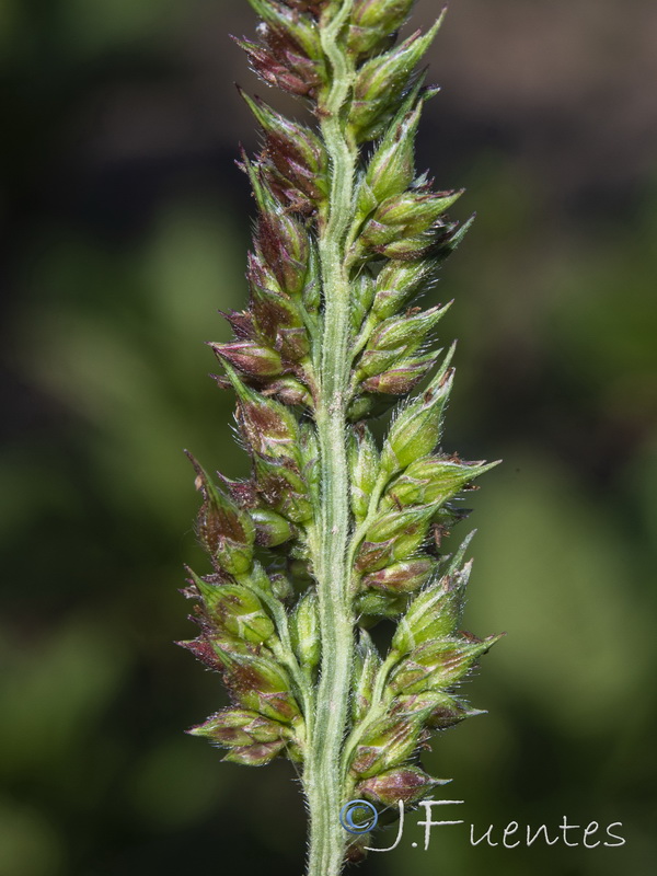 Echinochloa crus galli.09