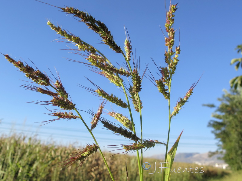 Echinochloa oryzoides.01