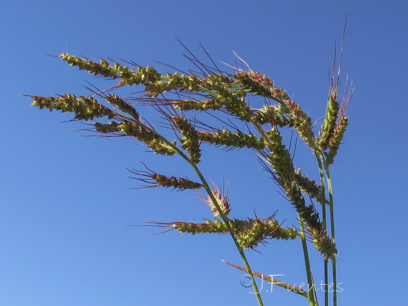 Echinochloa oryzoides.03