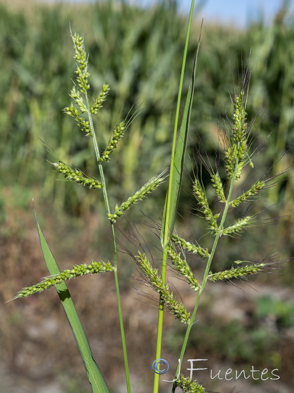 Echinochloa oryzoides.02