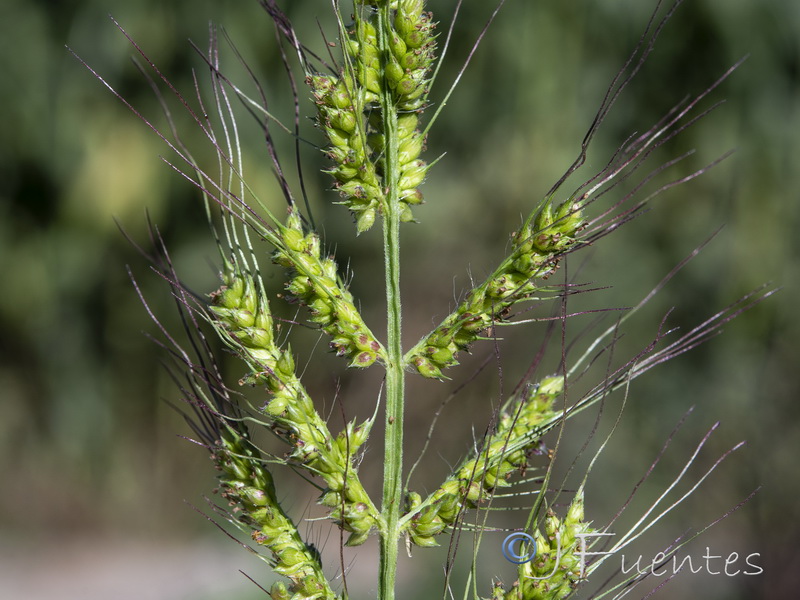 Echinochloa oryzoides.05