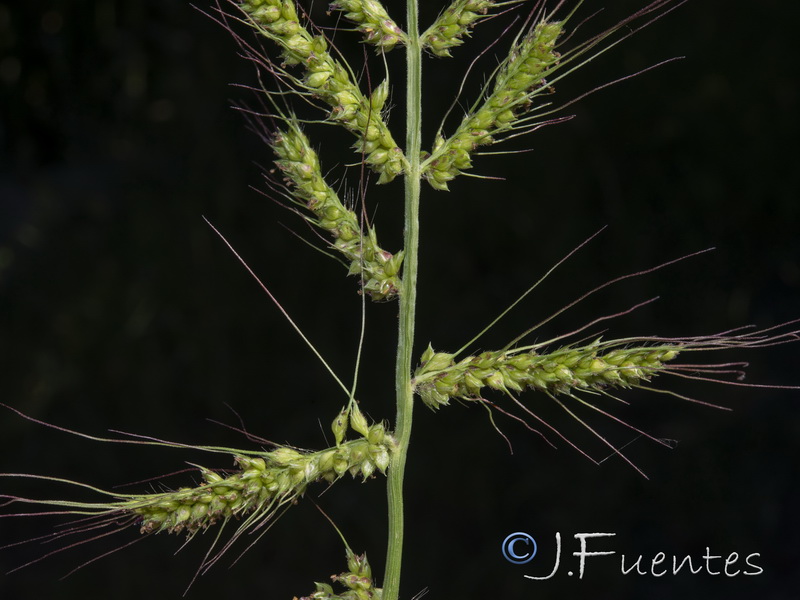 Echinochloa oryzoides.07