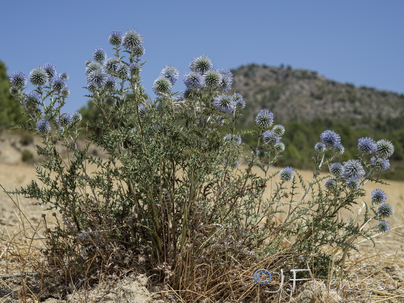 Echinops ritro ritro.01